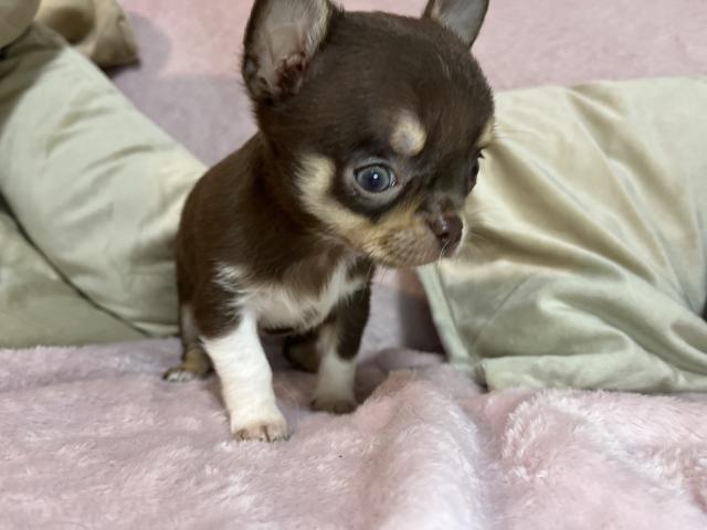 チワワ（スムースコート）