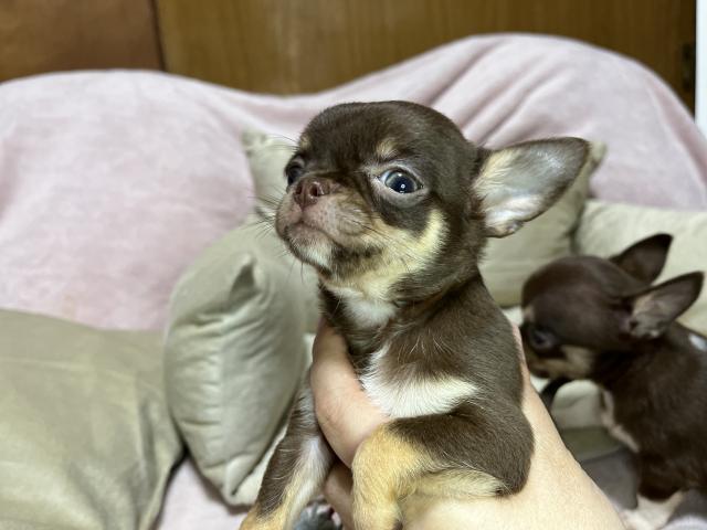 チワワ（スムースコート）