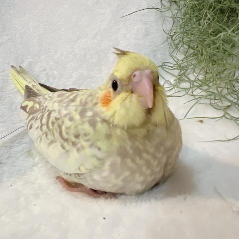 オカメインコ 　　ノーマルパール