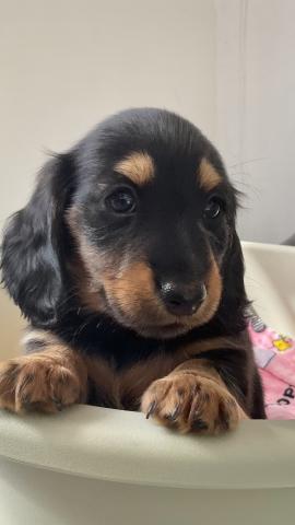 カニンヘンダックスフンド