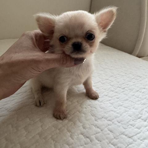 チワワ(ロングコート)