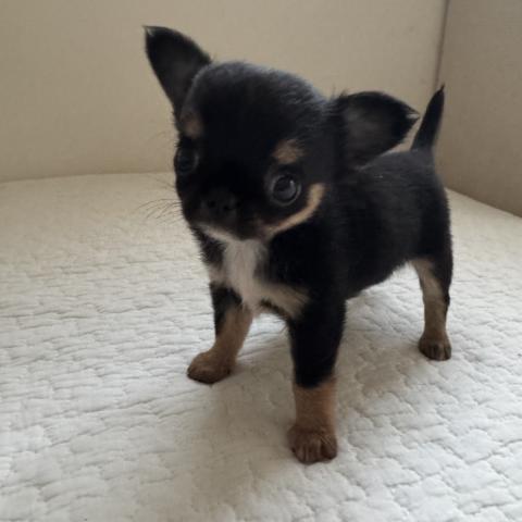 チワワ（ロングコート）