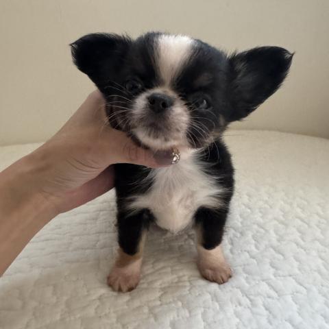 チワワ（ロングコート）