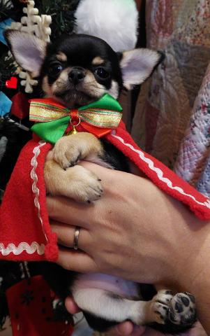 チワワ(スムースコート)