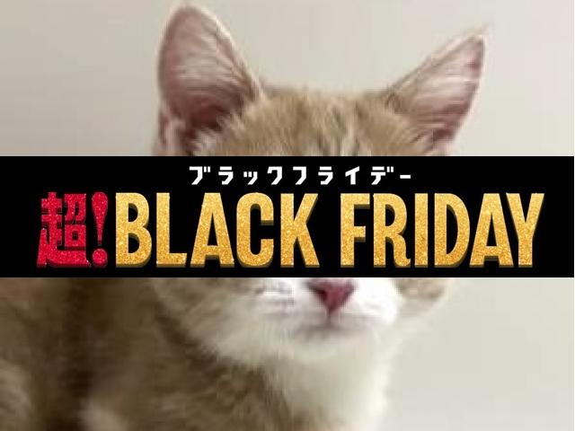 マンチカン【短足】足がすごく短いです💕