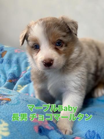 ボーダーコリー