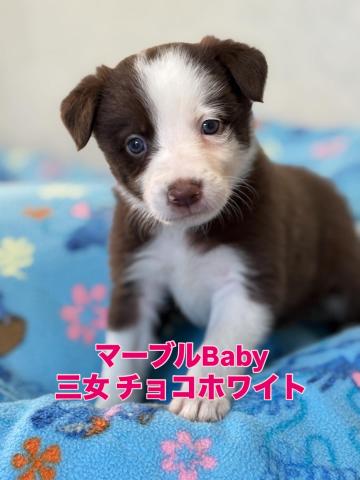 ボーダーコリー