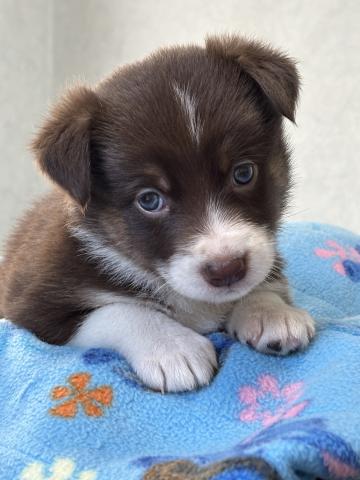 ボーダーコリー