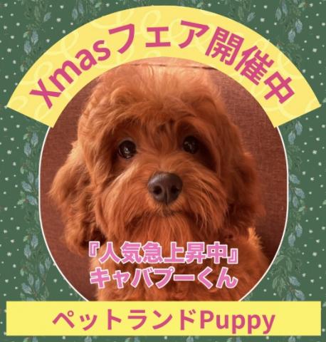💕ペットランドPuppy💕ブリーダー直販店💕