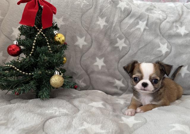 チワワ(ロングコート)