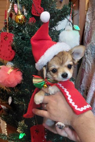 チワワ(ロングコート)