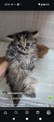 ミヌエット（旧ナポレオン）