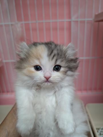 アメリカンカール