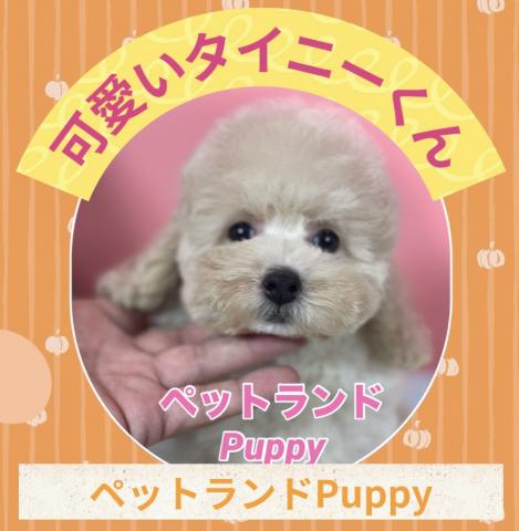 💕ペットランドPuppy💕ブリーダー直販店💕