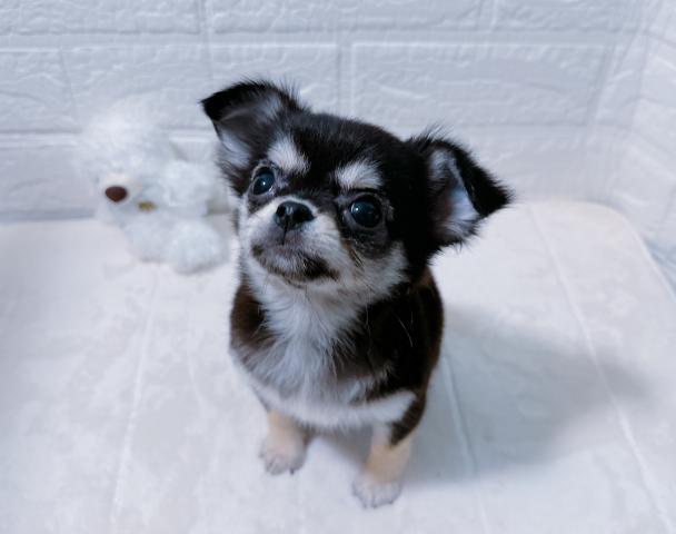 チワワ(ロングコート)