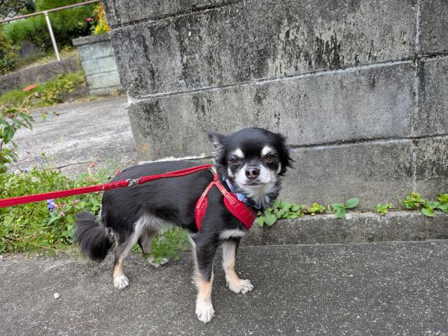 チワワ(ロングコート)