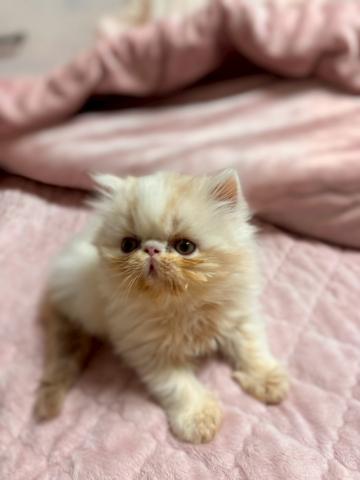 エキゾチックショートヘアー