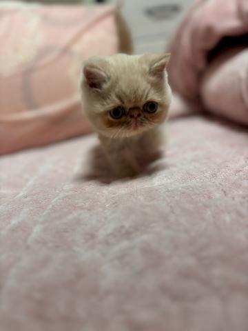 エキゾチックショートヘアー