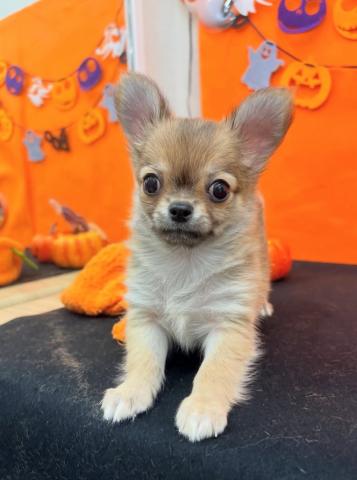 チワワ(ロングコート)