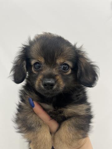 犬ハーフ（トイプードル×ポメラニアン）