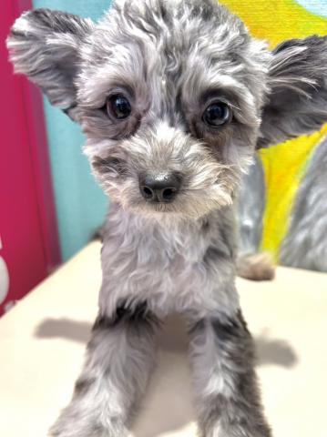 MIXチワワ×トイプードルmix