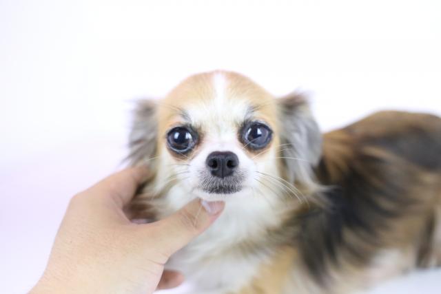 チワワ（ロングコート）