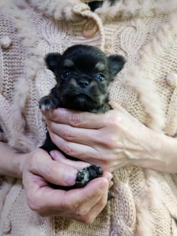 チワワ（ロングコート）