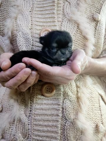 チワワ（ロングコート）