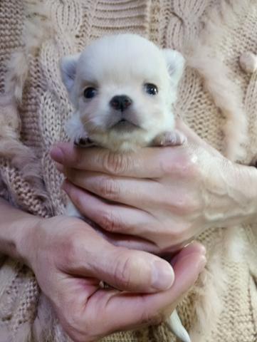 チワワ（ロングコート）