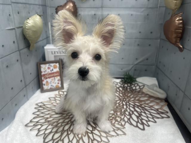 MIX(マルチーズ×ヨークシャーテリア)