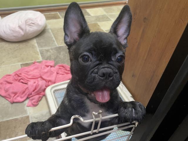 MIXハーフ(パグ×フレンチブルドッグ)