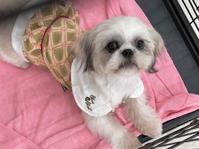 MIXハーフ（ペキニーズ×シーズー）