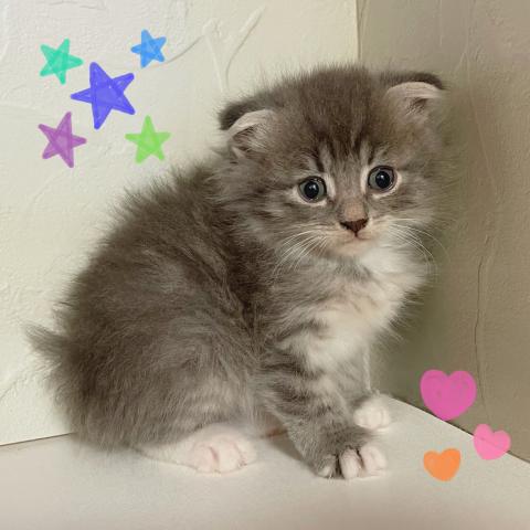 スコティッシュフォールド