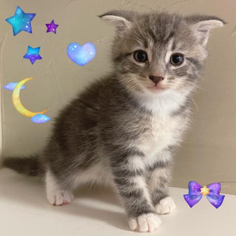 スコティッシュフォールド