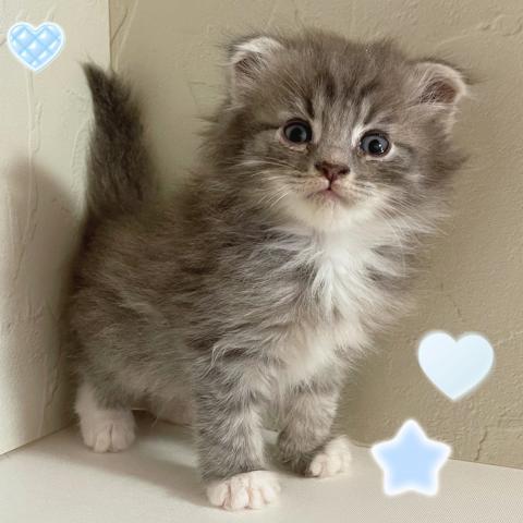 スコティッシュフォールド