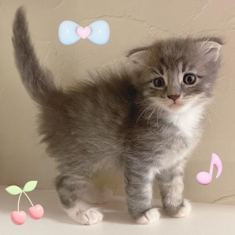 スコティッシュフォールド