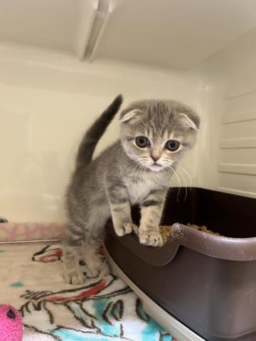 スコティッシュフォールド