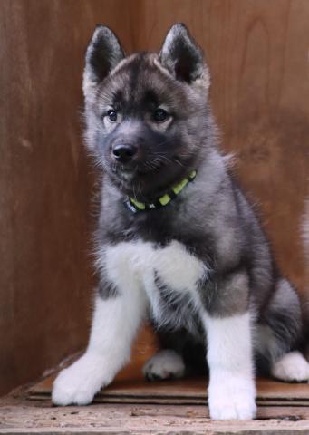 シベリアンハスキー