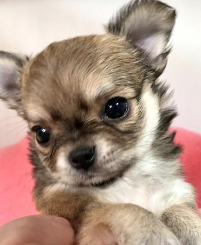 チワワ(ロングコート)