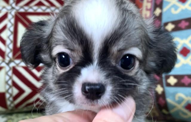 チワワ（ロングコート）