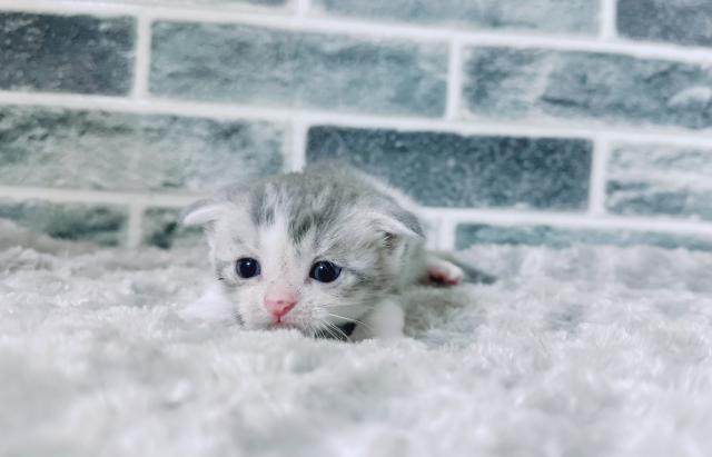 スコティッシュフォールド