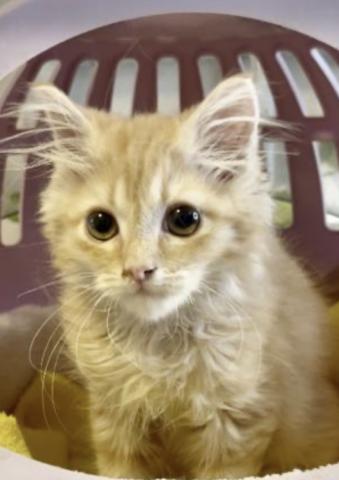 ミヌエット(旧ナポレオン)