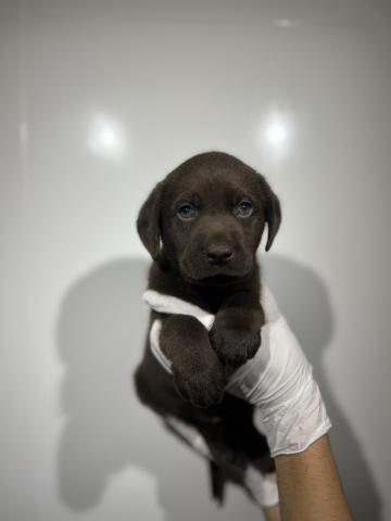 ラブラドールレトリーバー1412