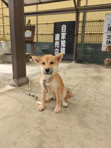 柴犬