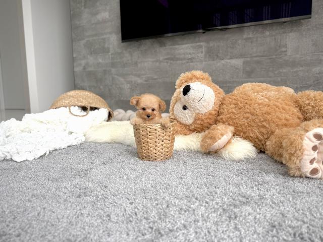 トイプードル5800