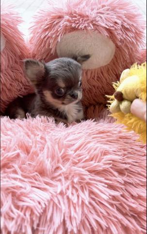 チワワ(ロングコート)