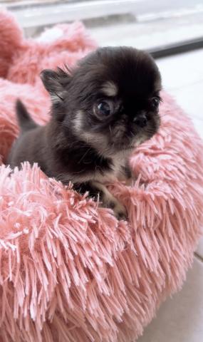 チワワ(ロングコート)