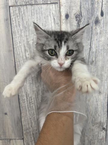 ミヌエット（旧ナポレオン）