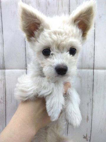 MIXチワワ×トイプードルmix