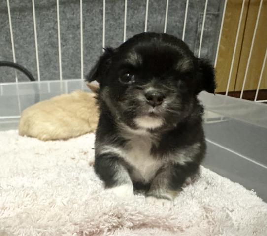 チワワ(ロングコート)